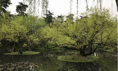 西湖柳浪闻莺景点点评评语,西湖的柳浪闻莺