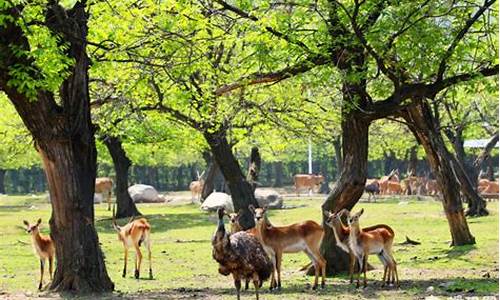 西安北到秦岭野生动物园路线地铁,西安北到秦岭动物园地铁线路图