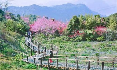 阿里山旅游攻略一日游推荐,阿里山游玩