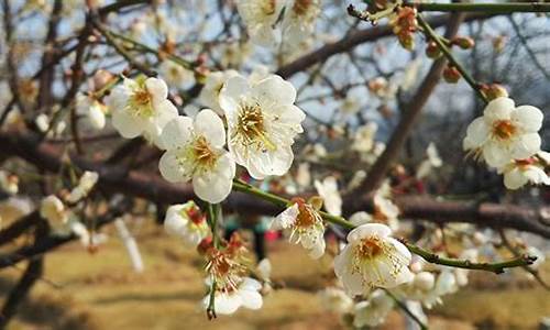 广州萝岗香雪公园梅花什么时候开,广州2021年香雪公园梅花