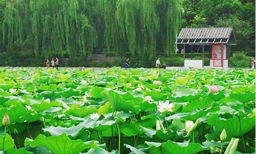 紫金山荷花啥时候开_郑州紫金山公园荷花