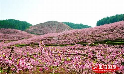 恭城桃花节自驾游攻略路线图,恭城桃花节自驾游攻略