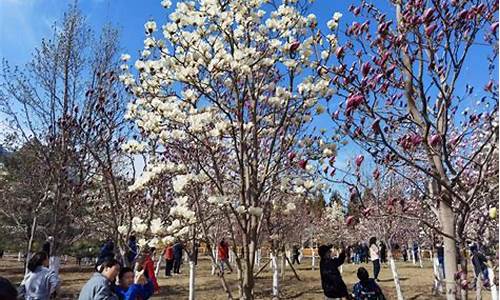 北京雕塑公园玉兰花节,雕塑公园 玉兰花