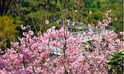 厦门狐尾山公园樱花谷什么时候开,狐尾山公园樱花谷要门票吗