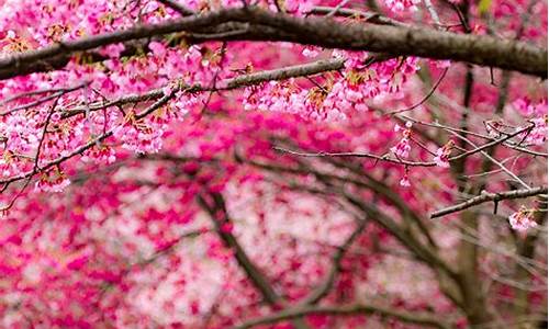 福州森林公园的樱花开了吗2022_福州森